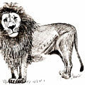 Safari Lion