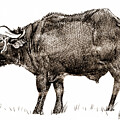 Safari Water Buffalo